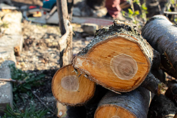 How Our Tree Care Process Works  in  Bowman, ND