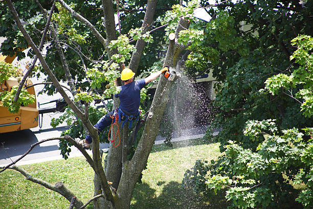 Best Tree Maintenance Programs  in Bowman, ND